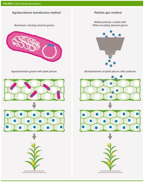 What are GM crops and how is it done? | Royal Society