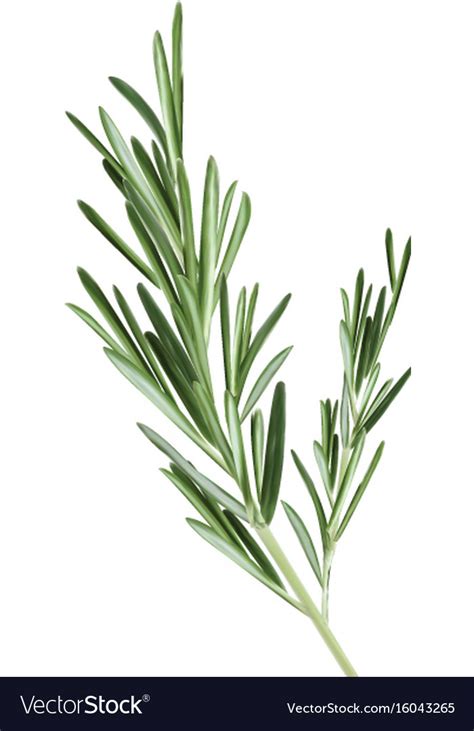 Sprig of rosemary rosemary Royalty Free Vector Image