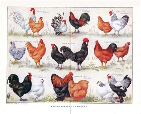 1912 Know Your Chicken Varieties Identification Chart Colo… | Flickr