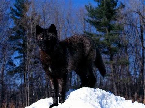 Black Wolf in Snow | nature.54855 | Flickr