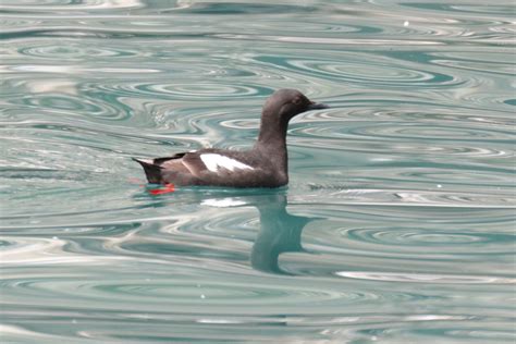 Pigeon Guillemot | Great Bird Pics