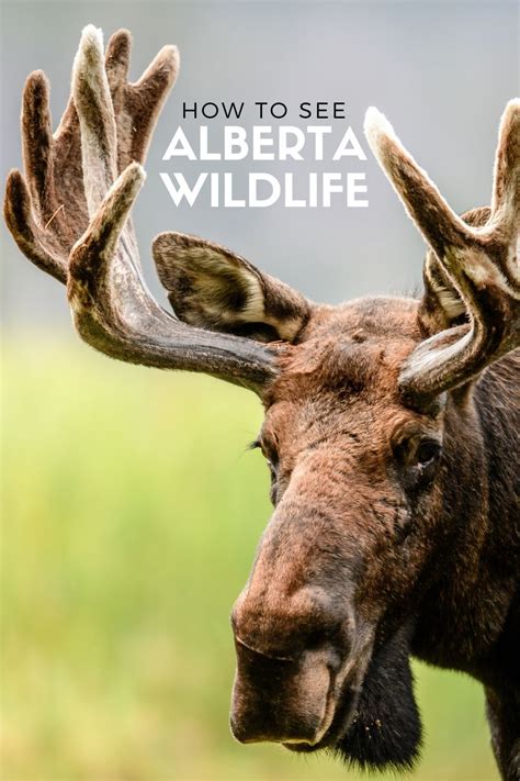 Discover Alberta's Breathtaking Wildlife