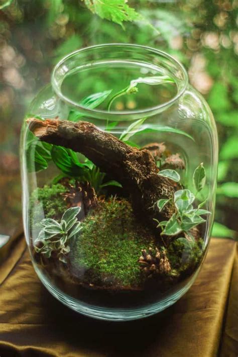 38 Fantastic Moss Terrarium Ideas You Can Have At Home