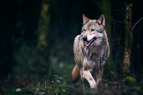 Wildlife Wolf Predator Animal Wallpaper - Resolution:2048x1365 - ID:1144247 - wallha.com