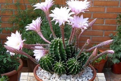 Easter lily cactus an ultimate maintenance - Succulent Propagation