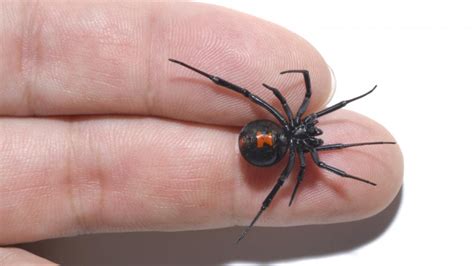 Black Widow Spider Facts, Size, Family - Zoological World