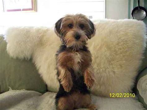 Borkie (Beagle x Yorkie Mix) Information, Temperament, Puppies, Pictures