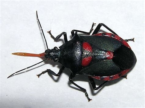 Red and Black Stink Bug - Euthyrhynchus floridanus - BugGuide.Net