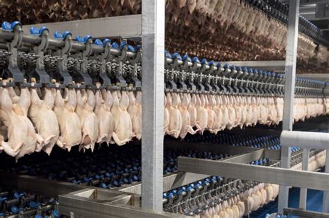 Funds awarded to develop poultry processing robotics - Poultry World