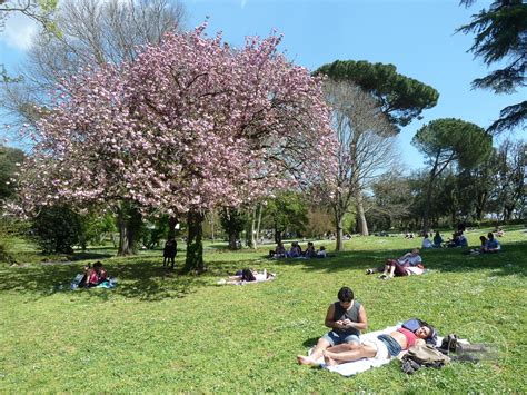 Spring in Rome - blooming flowers!