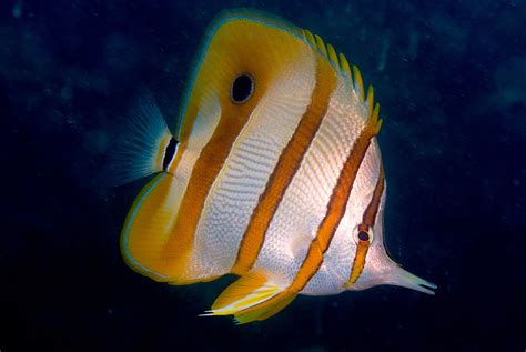 Free photo: Copperband Butterflyfish - Animal, Fish, Nature - Free ...