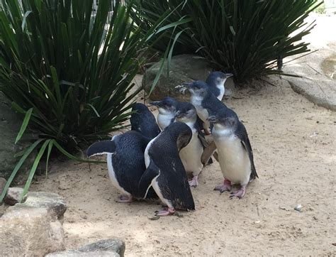 Little Fairy Penguins Parade in Melbourne, Australia — The Sweetest Escapes