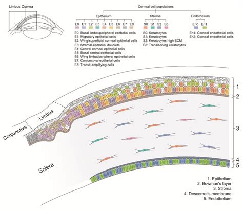 Corneal Epithelium Layers