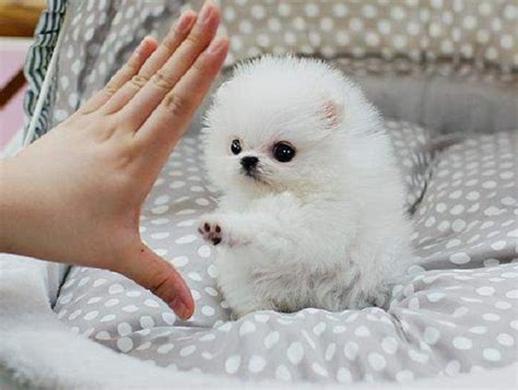 white pomeranian teacup puppies | Zoe Fans Blog | Pomeranian puppy ...