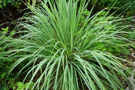 11 Compelling Reasons To Grow Lemongrass In Your Garden