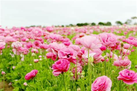 The Flower Fields | Carlsbad, CA