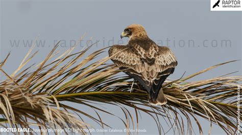 Booted Eagle, Juvenile Plumage Light Morph – Raptor Identification – The complete raptors guide