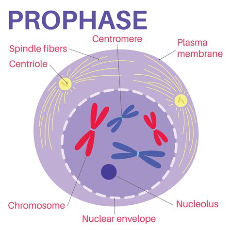 Prophase is the first stage of cell division. 14268877 Vector Art at Vecteezy