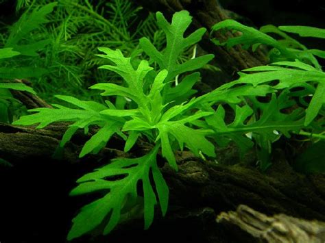 Water Wisteria - How to Grow and Care for Water Wisteria in a Home Aquarium - Aquarium Tidings