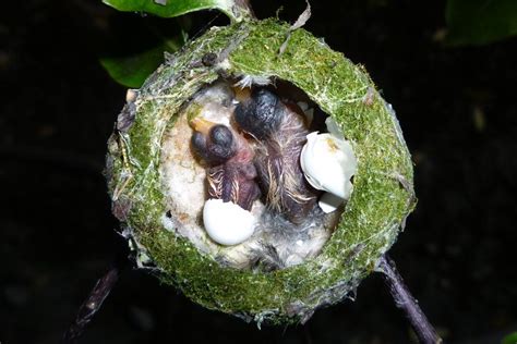 Baby Hummingbird Eggs | Sure enough, we checked on Sunday morning, the second egg hatched. The ...