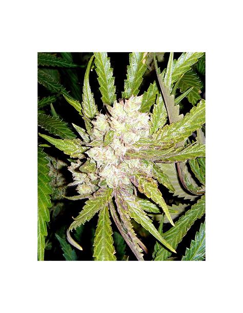 Buy Soma Sacred Seeds Sogouda - Cannabis Seeds