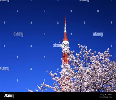 Tokyo Tower & Cherry Blossom Stock Photo - Alamy