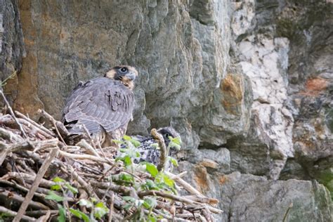 Peregrine falcon nesting season complete