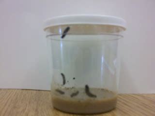 Insect Lore Caterpillars | Time 4 Kindergarten