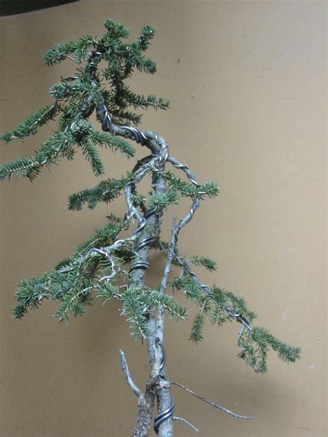 Siberian larch | Black Hills Bonsai