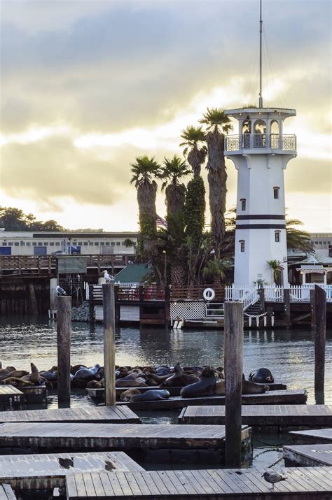 20 Things to Do at Pier 39 San Francisco - La Jolla Mom