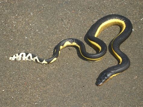 Yellow-bellied Sea Snake Facts, Distribution, Diet, Pictures