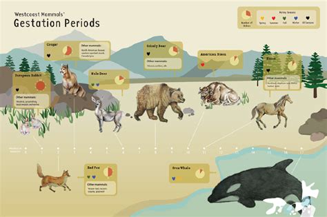 Westcoast Mammals' Gestation Periods - Gina Kim