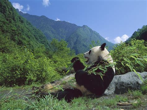 Panda Bear | Panda habitat, Panda bear, Giant panda