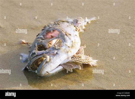 rotten fish Stock Photo: 9594621 - Alamy