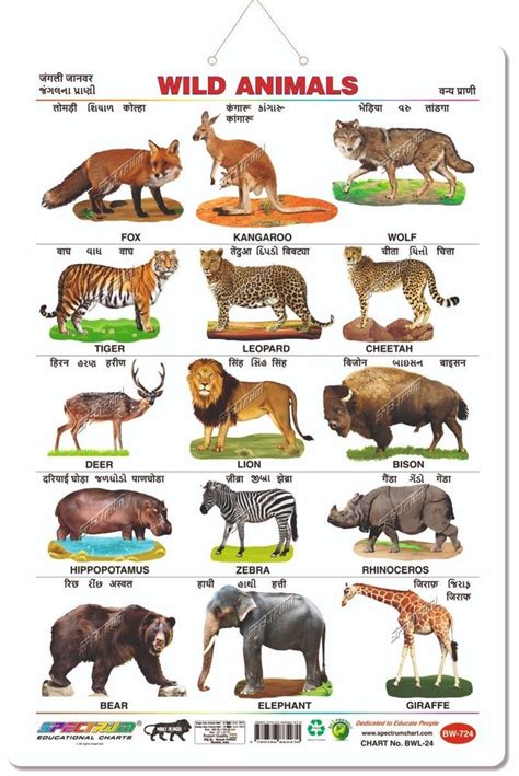 Multicolor Art Card Spectrum Wild Animals Chart at Rs 170/piece in Mumbai