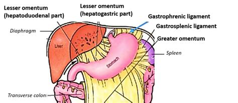 Incredible Gastrosplenic Ligament 2022