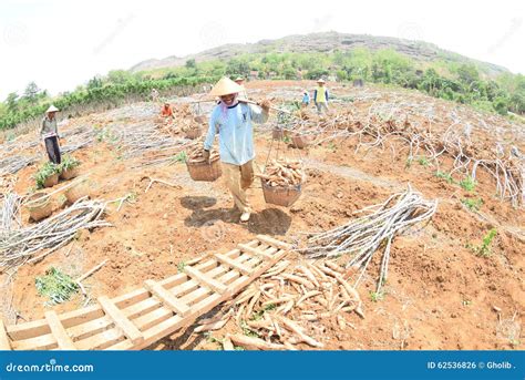 Harvesting cassava editorial photo. Image of java, month - 62536826