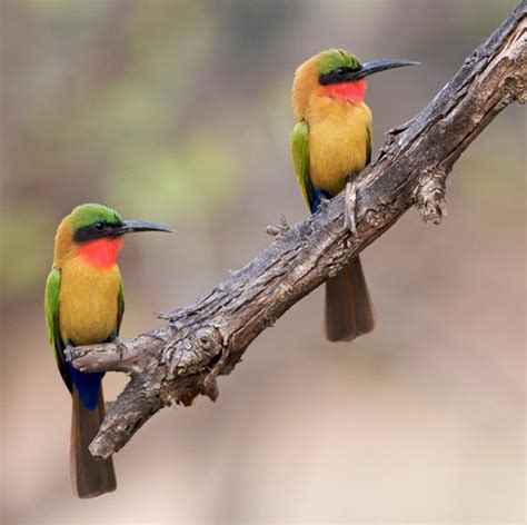 Bee-eater family Meropidae