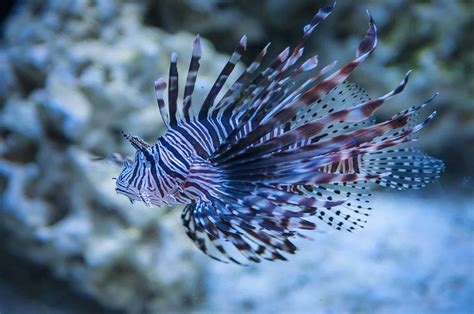 30 Spectacular Lionfish Facts That Will Surely Stun You - Facts.net