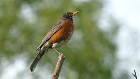 american robin chirping making call sound Stock Footage Video (100% Royalty-free) 1010411171 ...