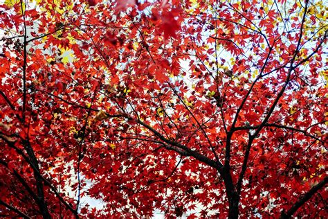 red autumn leaves | Free Stock Image - Barnimages