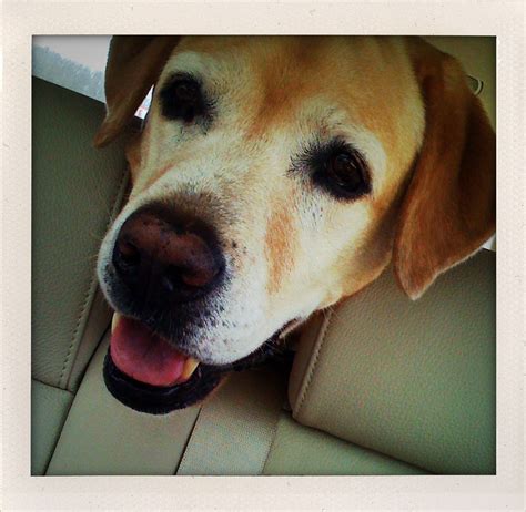 Max the fat dog | Taken with iPhone, using ShakeItPhoto. Hig… | Flickr