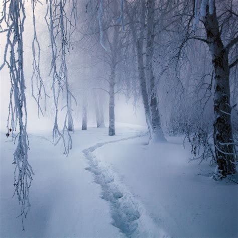 Magic forest | trees, winter, snow, pathway Winter Szenen, Winter Love, Winter Magic, Winter ...