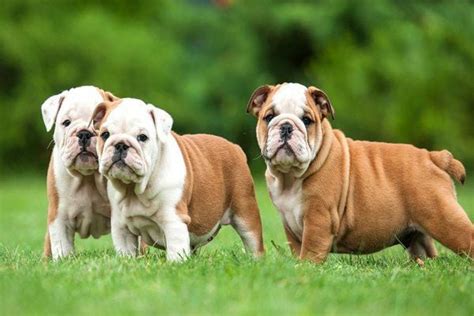 Chó mặt xệ bulldog - Đặc Điểm, Nguồn Gốc, Giá Bán | Dogparadise