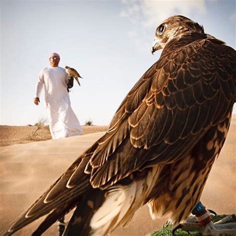 #DidYouKnow Falcons are the national bird of the United Arab Emirates. They are a symbol of both ...