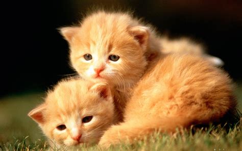 Cute Baby Animal Wallpapers - Wallpaper Cave