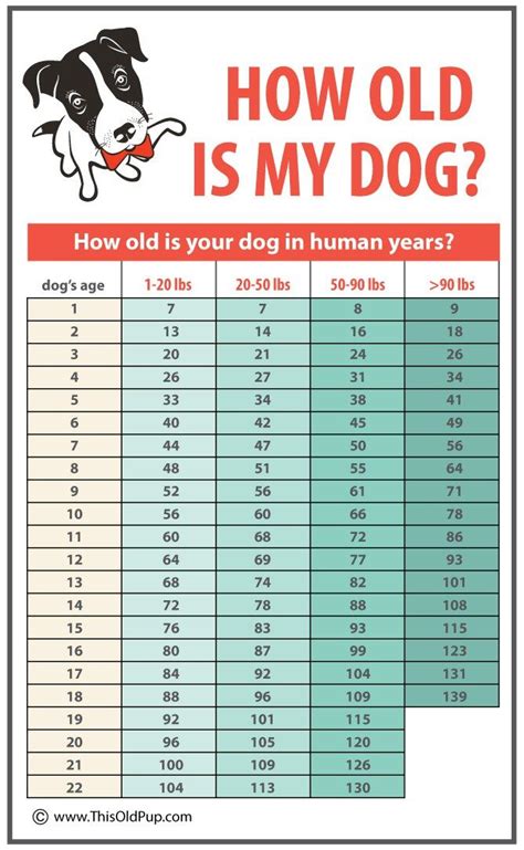 How Old Is My Dog? - An Easy To Use Chart - | Dog ages, Dog age chart ...