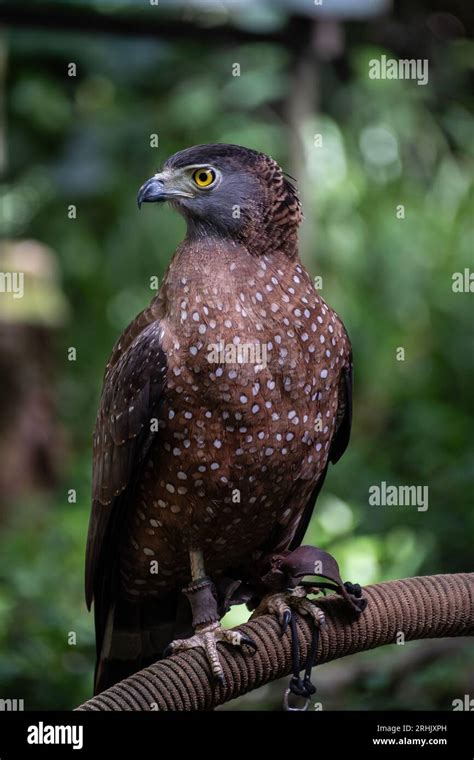 Animal, Davao, Philippines Stock Photo - Alamy