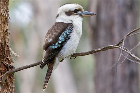 Kookaburra | Creatures of the World Wikia | Fandom