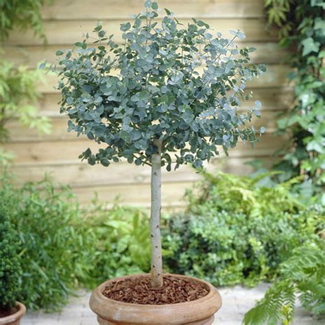 Eucalyptus gunnii Standard 60-100 2L | YouGarden